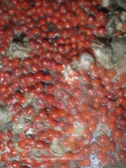 Metandrocarpa taylori