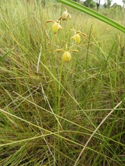 Eulophia coeloglossa image