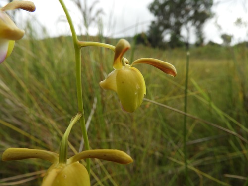 Eulophia coeloglossa image