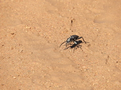 Anthiinae