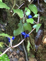 Coccocypselum herbaceum