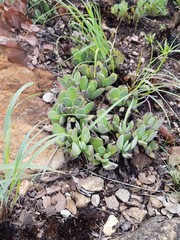 Crassula swaziensis