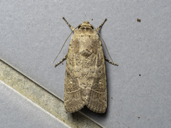 Athetis nonagrica