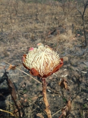 Protea madiensis subsp. occidentalis image