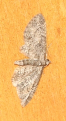 Eupithecia dodoneata