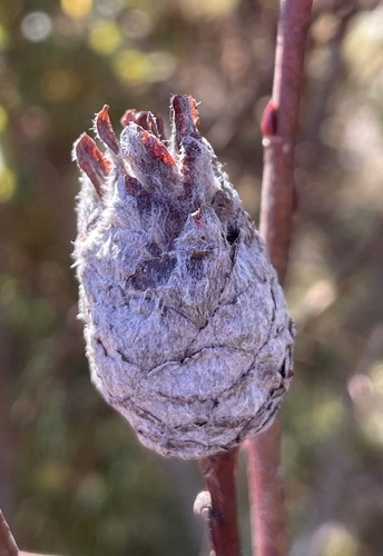 Unknown species found near Franklin County, US-MA, US