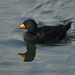 Black Scoter - Photo (c) Rick Leche - Photography, some rights reserved (CC BY-NC-ND)