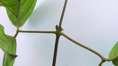 Amphilophium scabriusculum