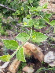 Afrocanthium gilfillanii