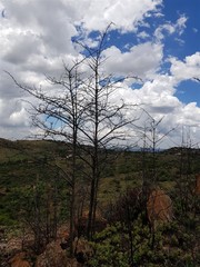 Afrocanthium gilfillanii