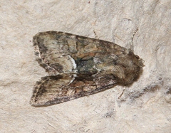 Oligia