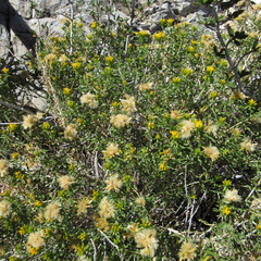 Chrysothamnus viscidiflorus viscidiflorus
