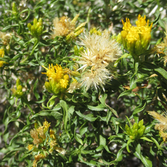 Chrysothamnus viscidiflorus viscidiflorus