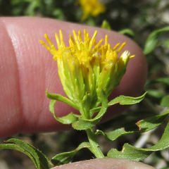 Chrysothamnus viscidiflorus viscidiflorus