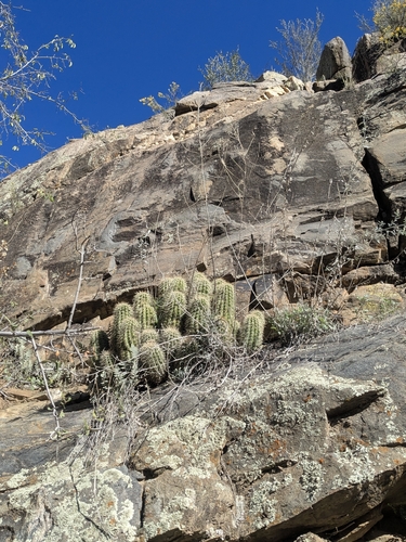 Echinocereus yavapaiensis