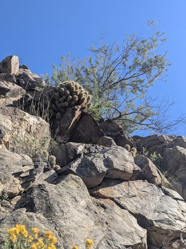 Echinocereus yavapaiensis