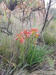 Aloe verecunda