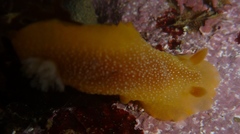 Doriopsilla albopunctata