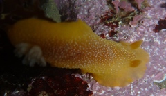 Doriopsilla albopunctata