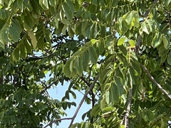 Xeroderris stuhlmannii