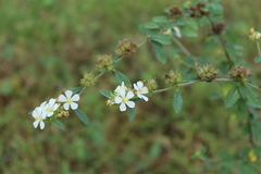 Melochia parvifolia