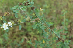Melochia parvifolia