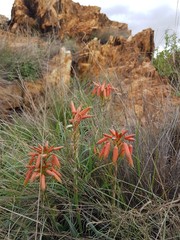 Aloe verecunda