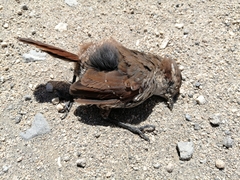 Scelorchilus albicollis