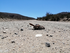 Scelorchilus albicollis