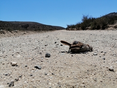 Scelorchilus albicollis