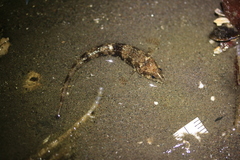 Odontopyxis trispinosa