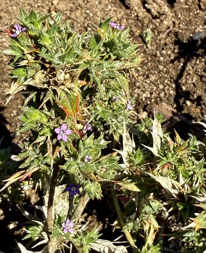 Hollyleaf Pincushionplant (Navarretia atractyloides)