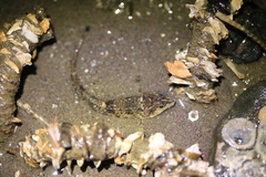 Odontopyxis trispinosa