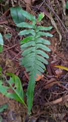 Microlepia hookeriana