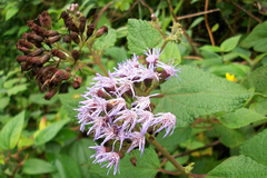 Aristeguietia lamiifolia
