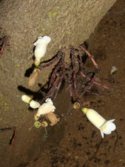 Angiospermae