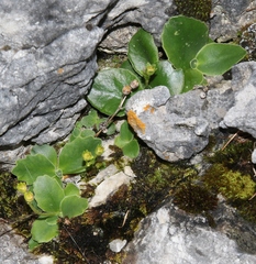 Primula auricula