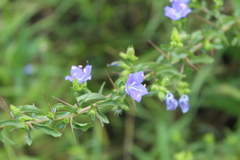 Hydrolea spinosa