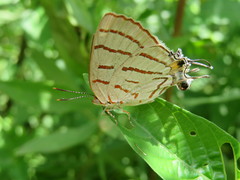 Hemiolaus caeculus caeculus