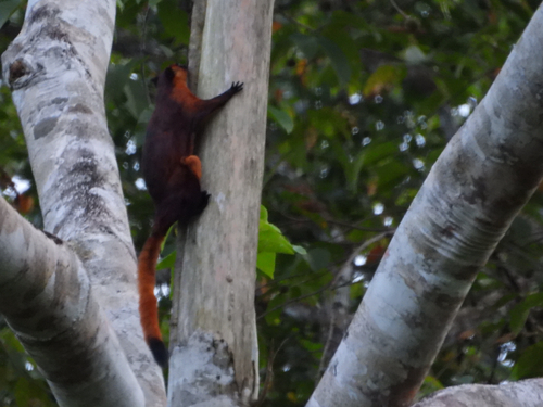 Red Giant Flying Squirrel