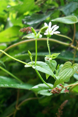Stellaria recurvata