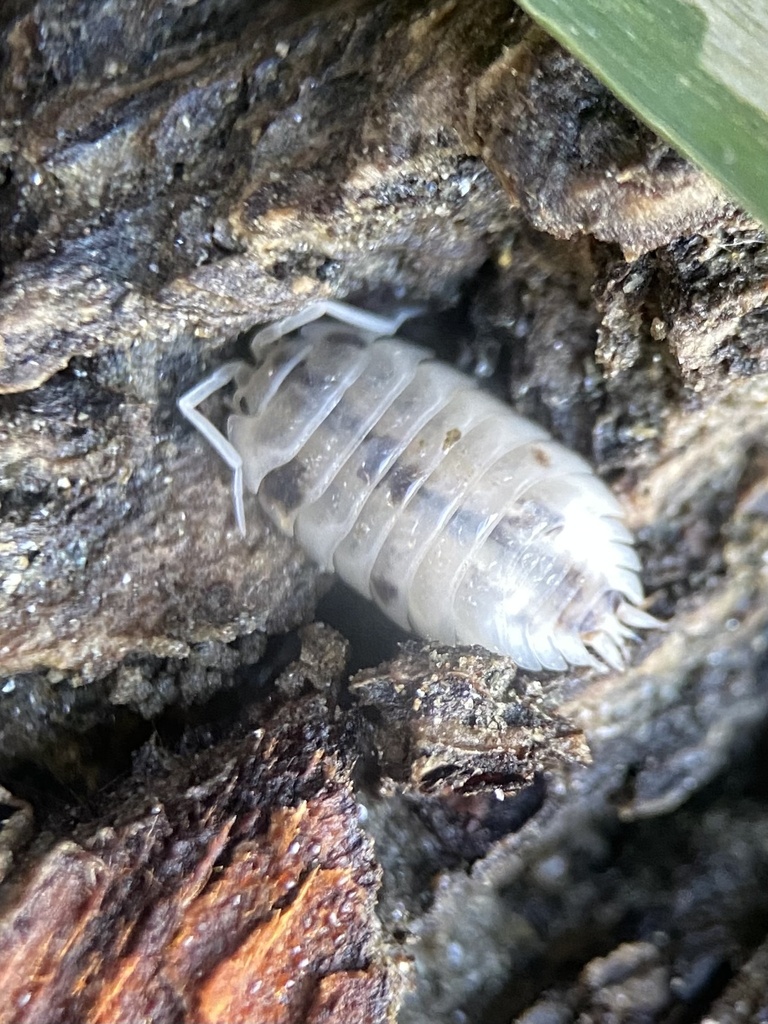 Rathke's Woodlouse