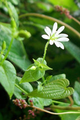 Stellaria recurvata