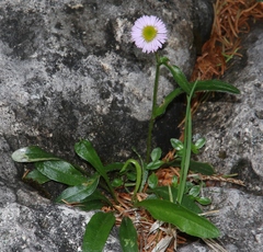 Erigeron alpinus