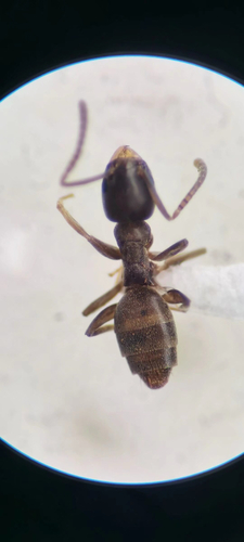 吉氏酸臭蚁Tapinoma geei