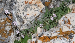Gypsophila repens