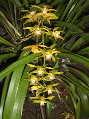 Angiospermae