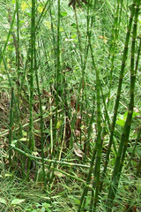 Equisetum myriochaetum