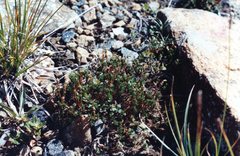 Cherleria marcescens