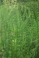 Equisetum myriochaetum